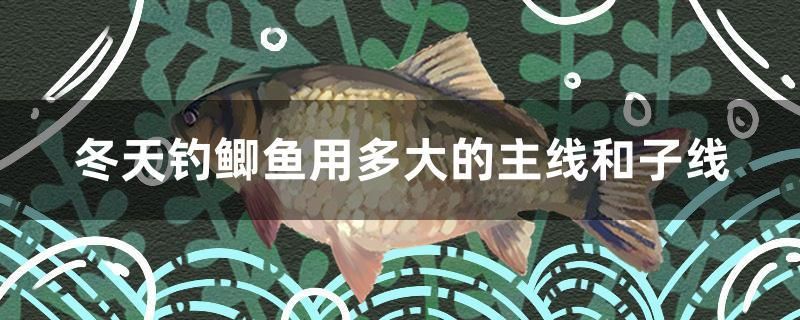 冬天釣鯽魚用多大的主線和子線