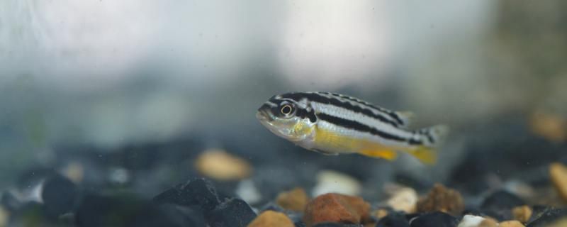 小魚(yú)喂什么給它吃怎么養(yǎng)小魚(yú) 馬來(lái)西亞貓山王榴蓮