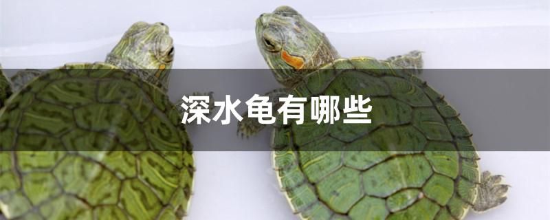 深水龜有哪些 月光鴨嘴魚