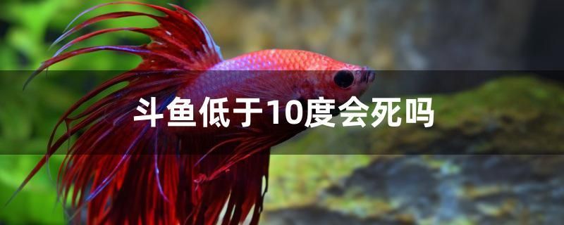 斗魚低于10度會死嗎