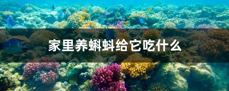 七厘米的巴西亞魚吃什么料 巴西亞魚能長多大 吉印水族