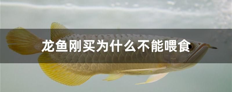 龍魚(yú)剛買(mǎi)為什么不能喂食 水草