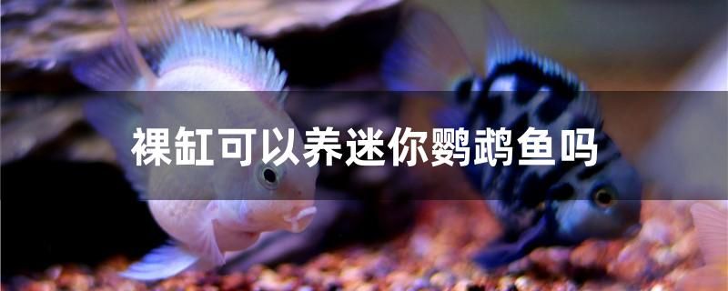 裸缸可以養(yǎng)迷你鸚鵡魚嗎