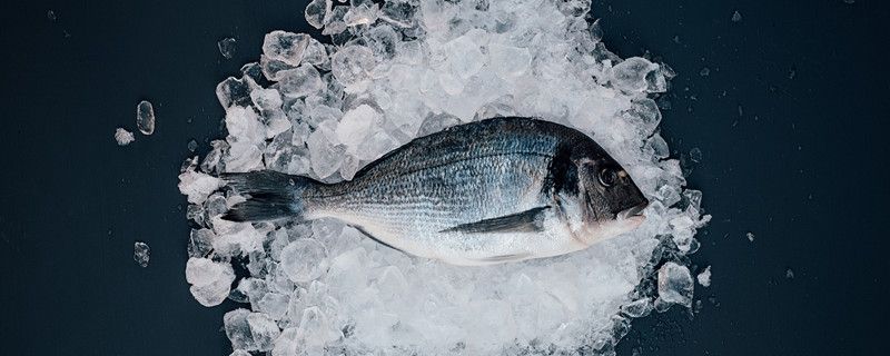 鯛魚多少錢一斤鯛科還有哪些魚類 斯維尼關刀魚