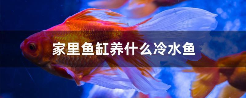 家里魚缸養(yǎng)什么冷水魚 祥龍金禾金龍魚