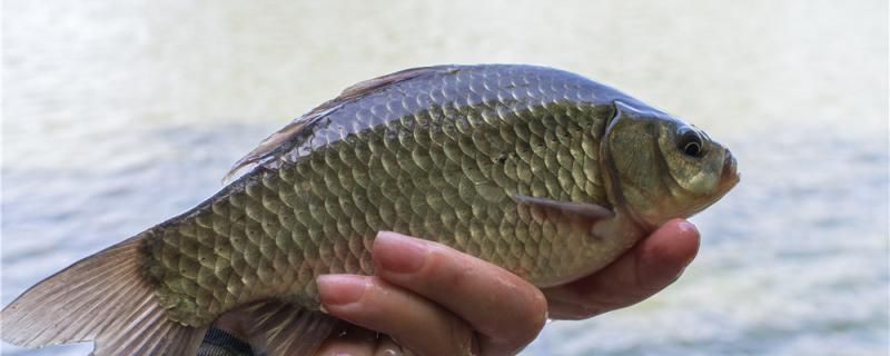 鯽魚(yú)餌料可以自制嗎餌料配方自制有哪些 觀賞蝦蟹等飼料