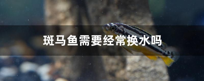 斑馬魚需要經(jīng)常換水嗎 大白鯊魚苗