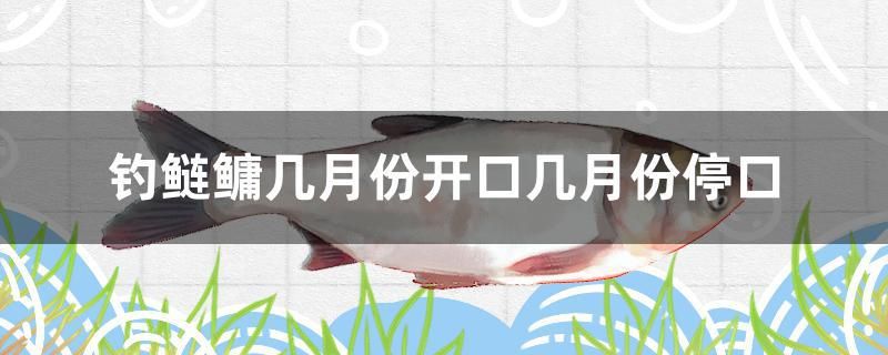 釣鰱鳙幾月份開(kāi)口幾月份?？?朱巴利魚(yú)