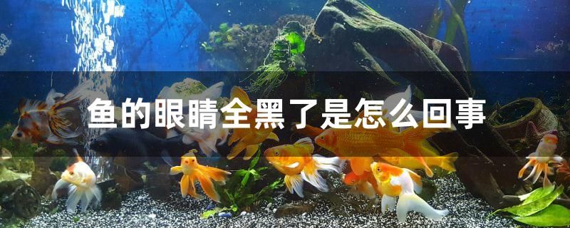 魚的眼睛全黑了是怎么回事 觀賞魚進出口