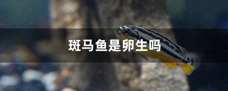 斑馬魚是卵生嗎