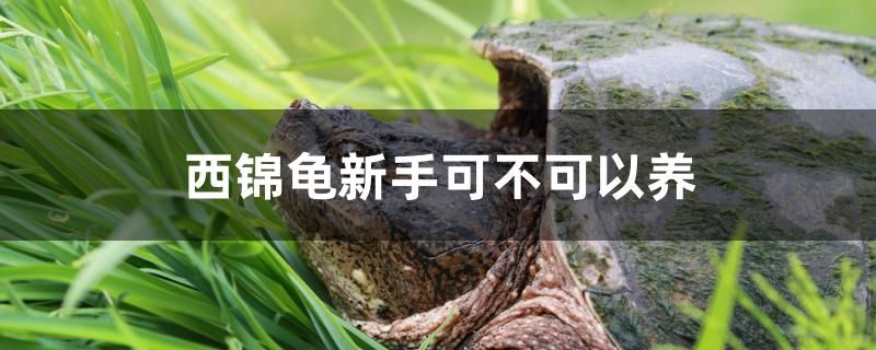 西錦龜新手可不可以養(yǎng)