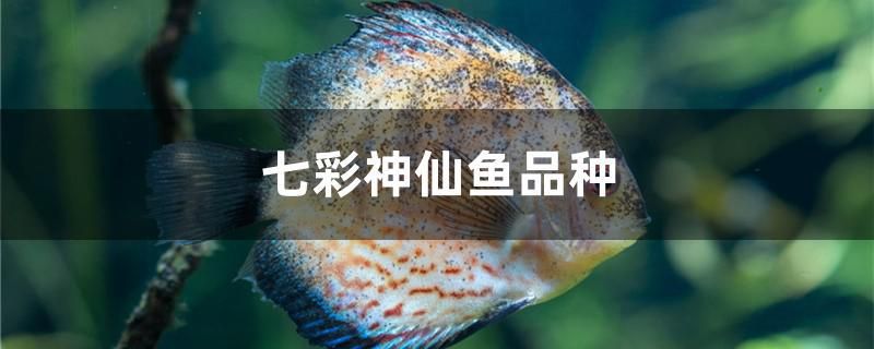 七彩神仙魚品種 斑馬鴨嘴魚