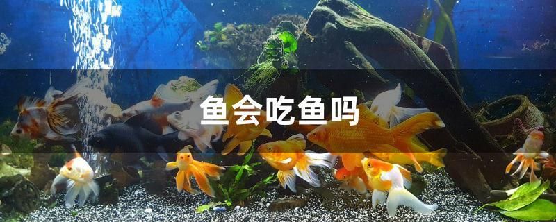 魚會吃魚嗎 野彩魚