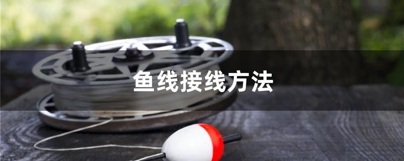 魚線接線方法 巨骨舌魚