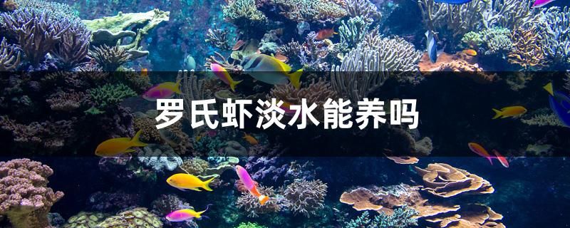 羅氏蝦淡水能養(yǎng)嗎 養(yǎng)魚知識