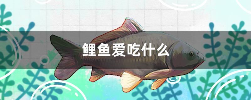 鯉魚愛吃什么