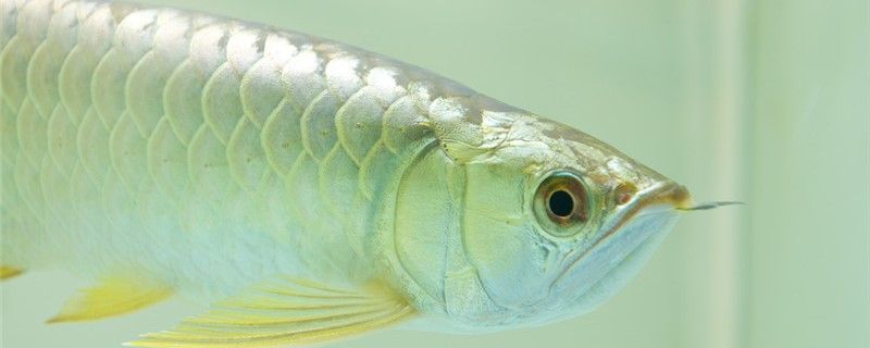 銀龍魚多久能長大多大能繁殖 過背金龍魚