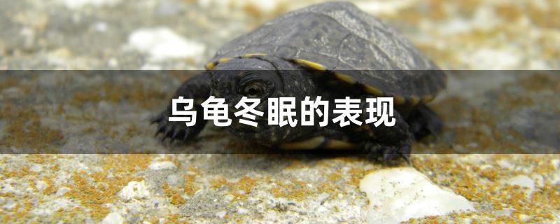 烏龜冬眠的表現(xiàn) 觀賞魚水族批發(fā)市場