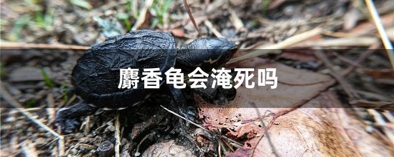 麝香龜會淹死嗎 錦鯉飼料