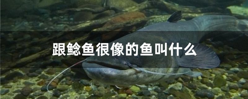 跟鯰魚很像的魚叫什么