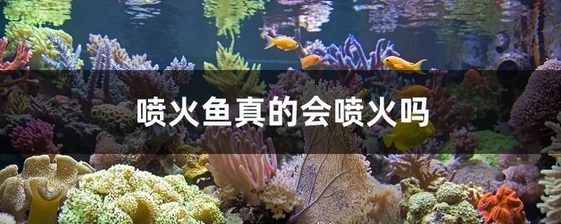 噴火魚真的會噴火嗎 超血紅龍魚