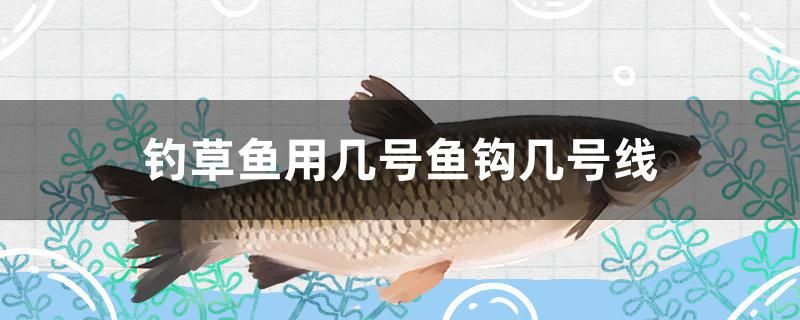 釣草魚用幾號魚鉤幾號線