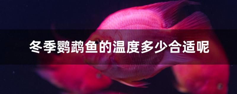 冬季鸚鵡魚的溫度多少合適呢 除藻劑