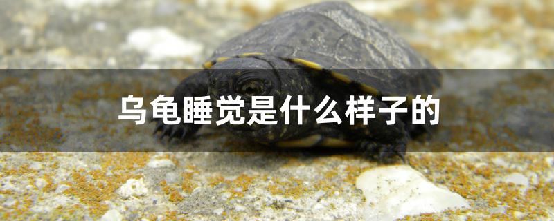 烏龜睡覺是什么樣子的 BD魟魚