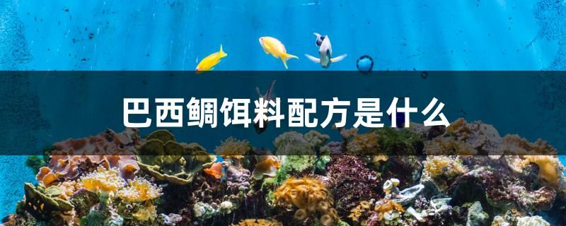 巴西鯛餌料配方是什么 龍鳳鯉魚