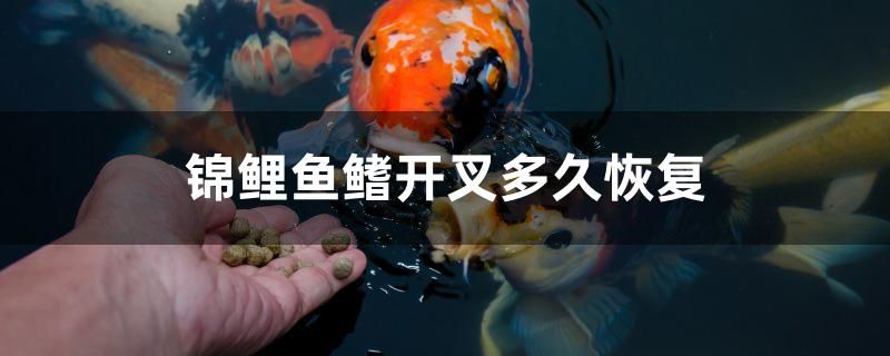 錦鯉魚鰭開叉多久恢復(fù)