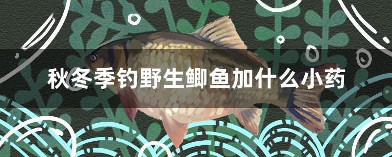 秋冬季釣野生鯽魚加什么小藥 玫瑰銀版魚