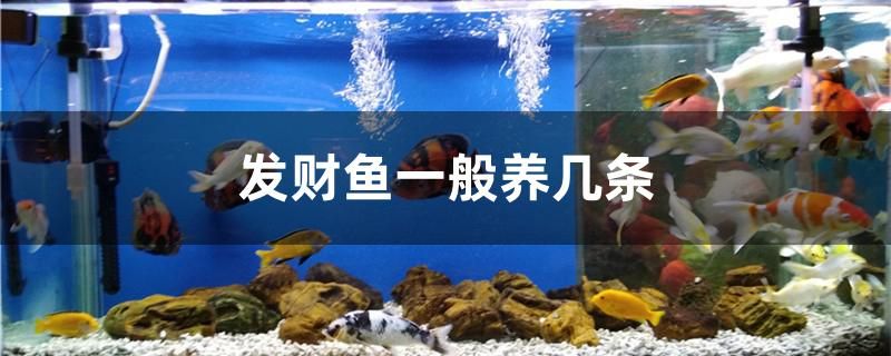 發(fā)財魚一般養(yǎng)幾條