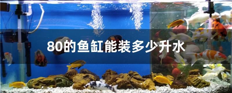 80的魚(yú)缸能裝多少升水 撒旦鴨嘴魚(yú)