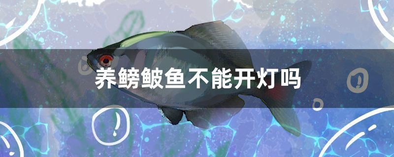 養(yǎng)鳑鲏?mèng)~不能開(kāi)燈嗎 羽毛刀魚苗