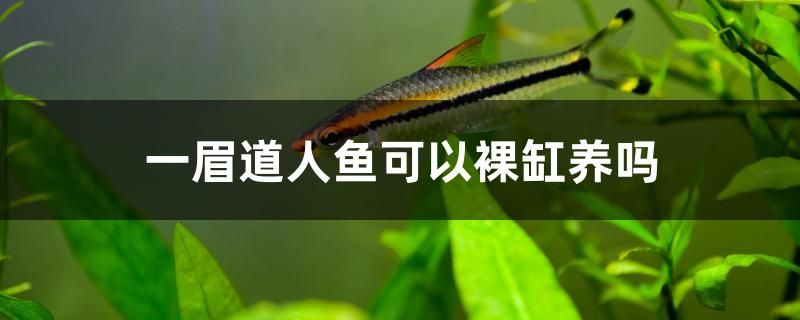 一眉道人魚可以裸缸養(yǎng)嗎 祥龍水族護(hù)理水