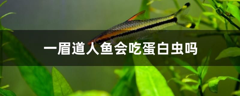 一眉道人魚(yú)會(huì)吃蛋白蟲(chóng)嗎