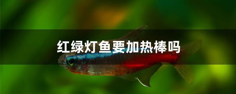 紅綠燈魚要加熱棒嗎 月光鴨嘴魚