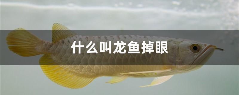 什么叫龍魚(yú)掉眼