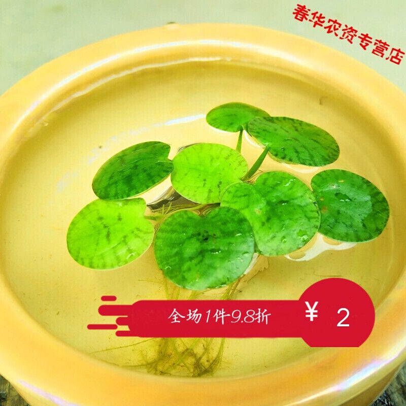 水葫蘆放魚缸有什么危害么(水葫蘆放在魚缸里有什么好處) 翡翠鳳凰魚