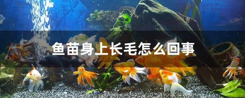 魚苗身上長毛怎么回事