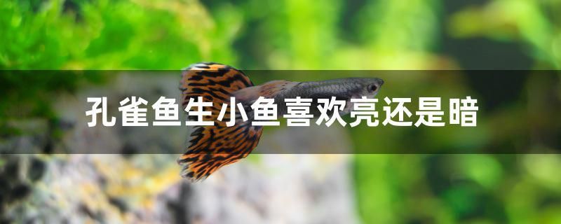 孔雀魚生小魚喜歡亮還是暗