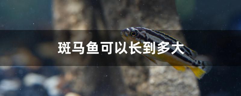 斑馬魚可以長到多大