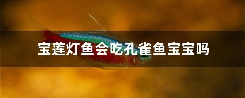 順義哪里有做魚(yú)缸的廠家啊多少錢一個(gè)（坐標(biāo)北京，周末可以去哪里玩呀）