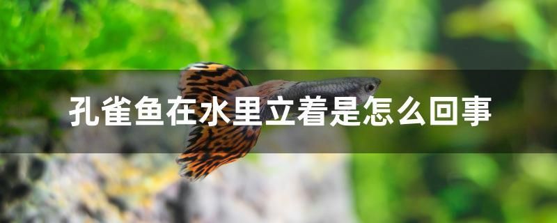 孔雀魚在水里立著是怎么回事