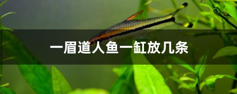 一眉道人魚一缸放幾條