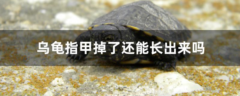 烏龜指甲掉了還能長(zhǎng)出來(lái)嗎 南美異型魚(yú)