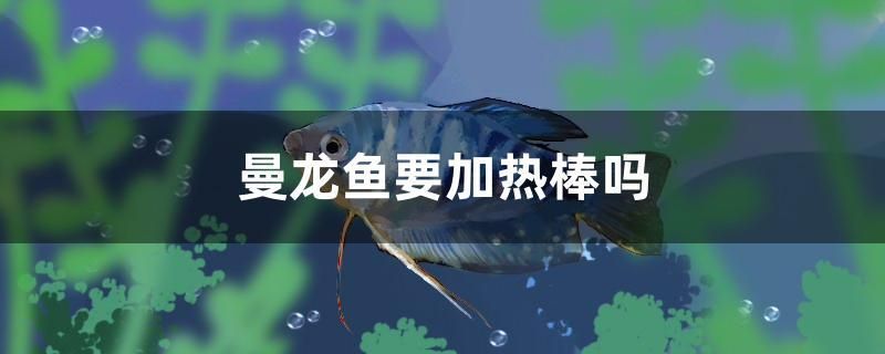 曼龍魚要加熱棒嗎 祥龍進(jìn)口元寶鳳凰魚