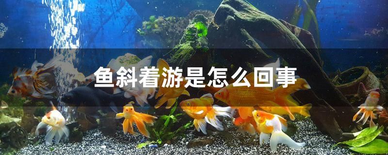 魚斜著游是怎么回事 定時器/自控系統(tǒng)