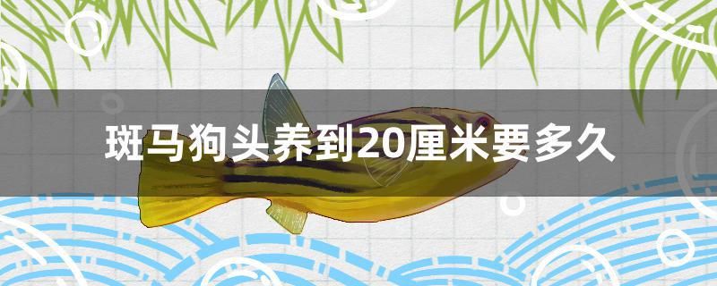 斑馬狗頭養(yǎng)到20厘米要多久 龍魚麻藥（祥龍Nika）