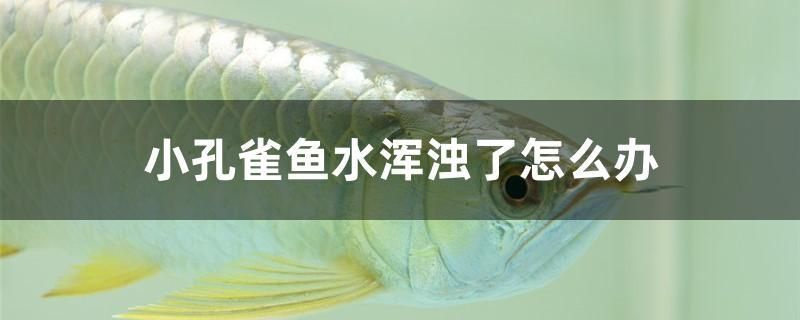 小孔雀魚水渾濁了怎么辦 水溫計